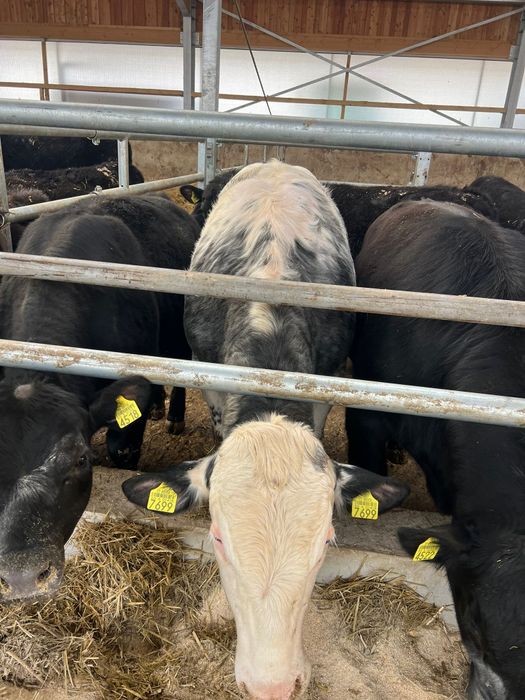 3 taurasi si 2 vitele de vanzare!!