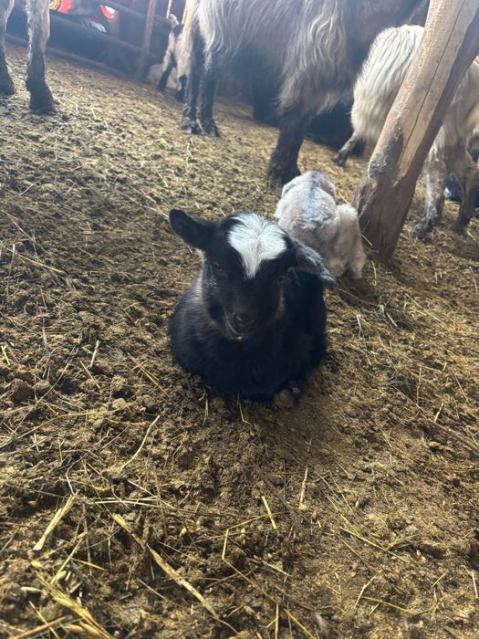 Iezi sugari de vânzare – sănătoși și viguroși