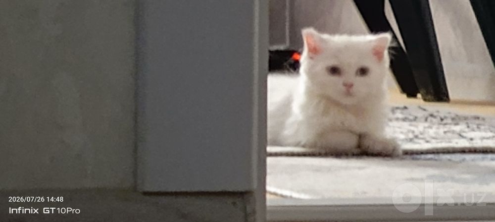 Кошка (шадланская вислоухая)