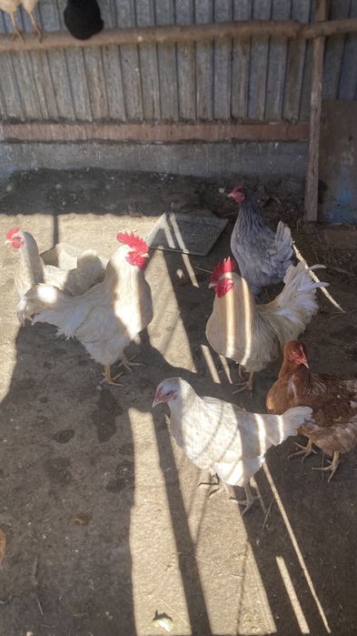 Қораздар сатылады.