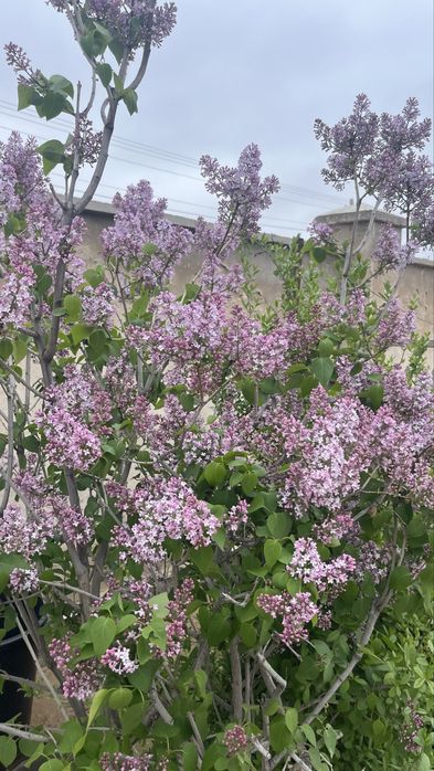 Гүл сирен сатылады