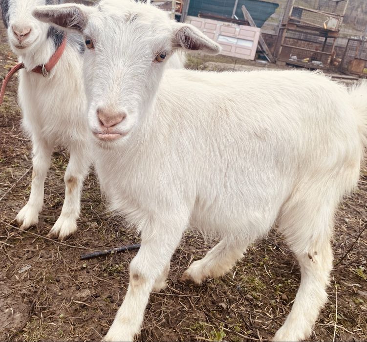 Iedute din capra saanen