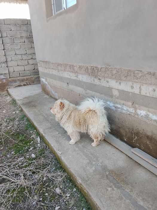 Китайская парода Чау-чау