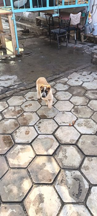 Ит сотилади "АЛАБАЙ"