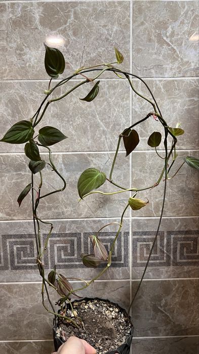 Филодендрон миканс