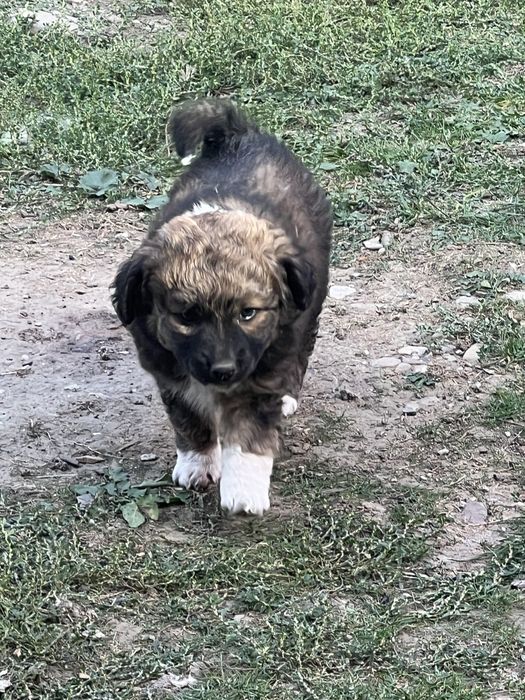 Donez cățeii pufosi