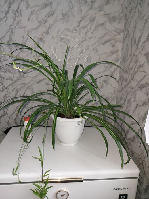 Цветок Хлорофитум