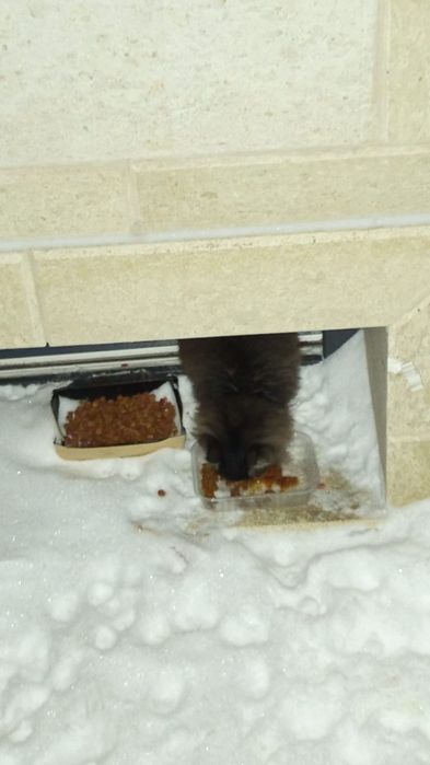 Спасите котёнка, доставка