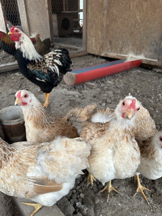 Familie de Wyandotte pitic somon