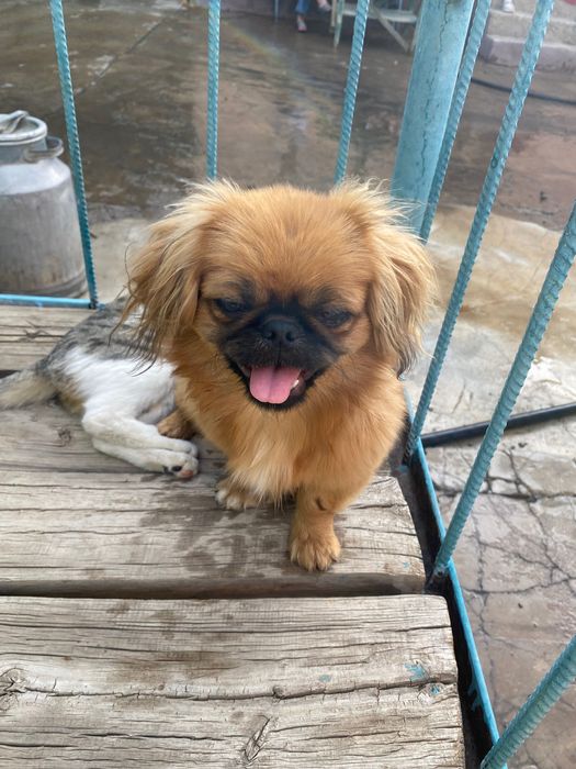 На цену не смотреть! Договоримся Девочка пекинес ищет парня