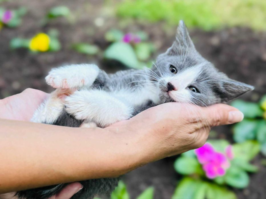 Женско коте търси дом