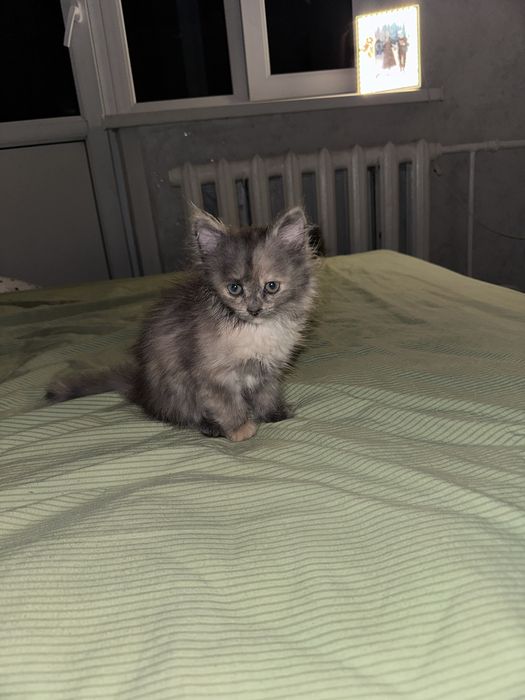 Отдам  котёнка  в добрые руки