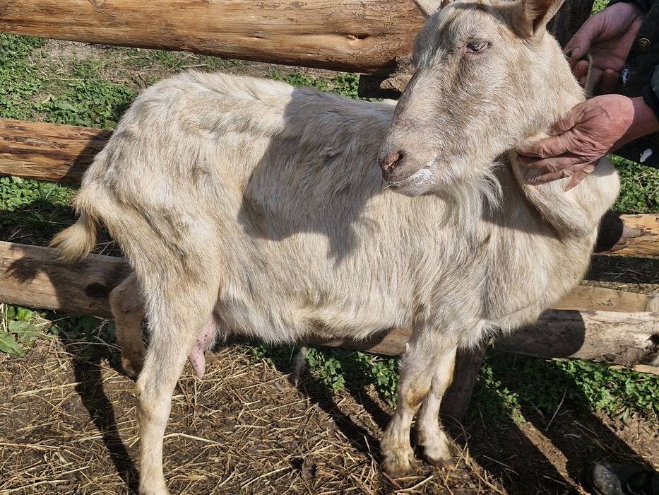 Țap banatean bun de monta