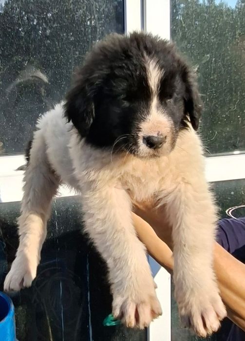 Ciobanesc Romanesc de Bucovina