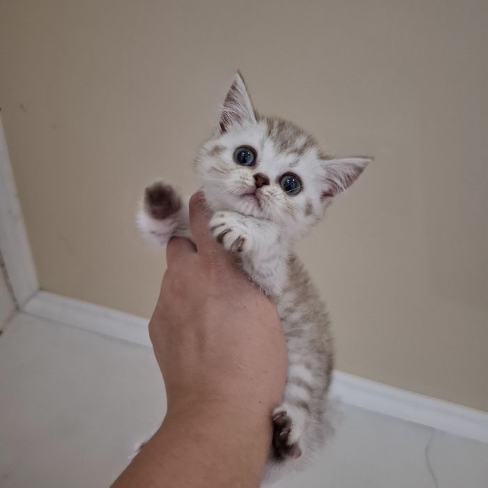Британские котята