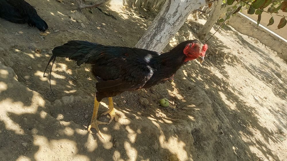 Dakang juja xuroz sotiladi