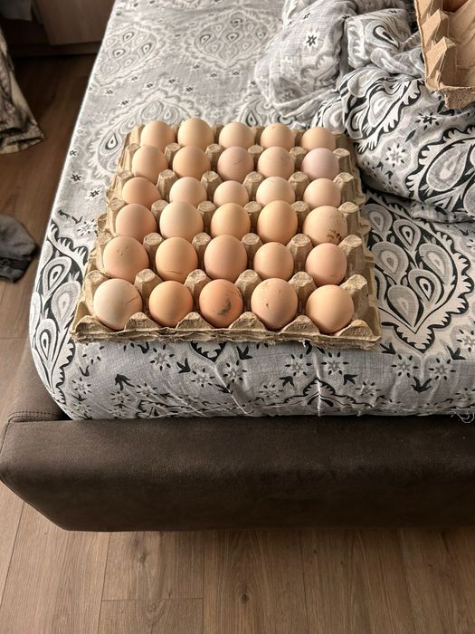Ouă de găină de casă