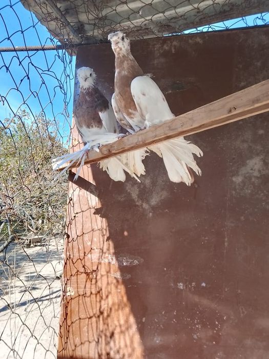 Продам 2 наваты двухчубый и чубатый