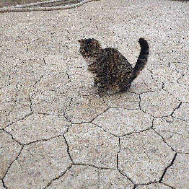 Брусчатка ( терамиз, укладчик(