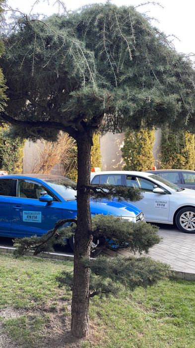 Scoala de soferi  categ B . Manuala sau AUTOMATA