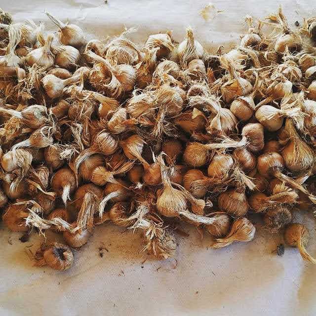 Продавам шафранови луковици и био шафран