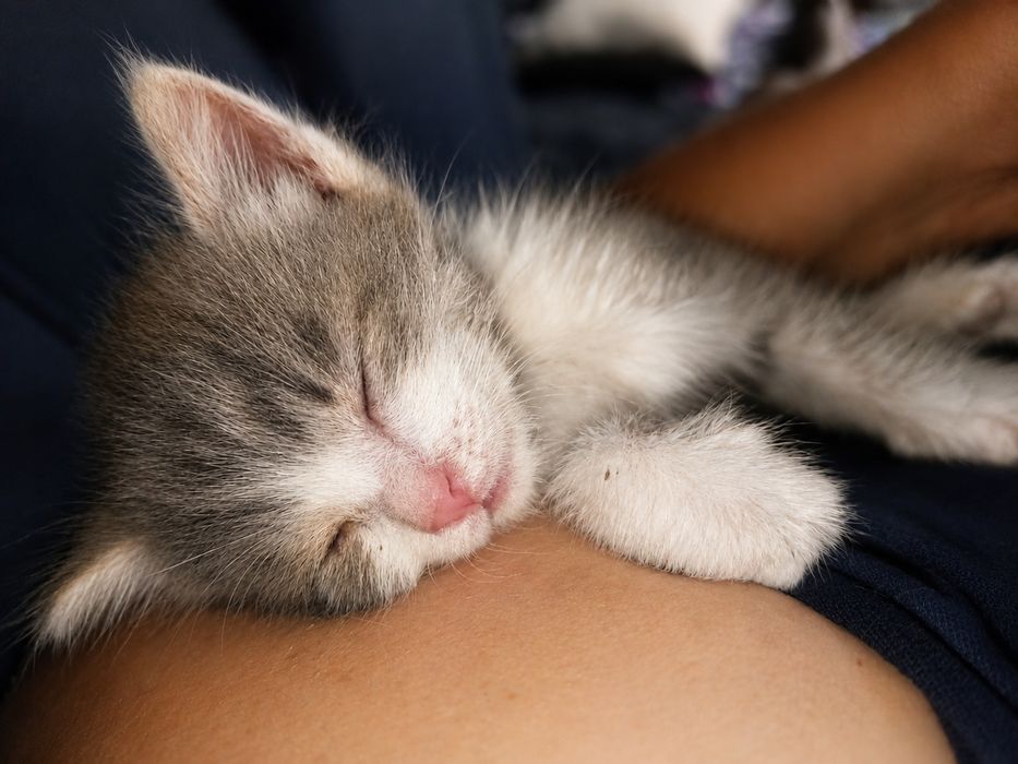 Котенок девочка ишит дом