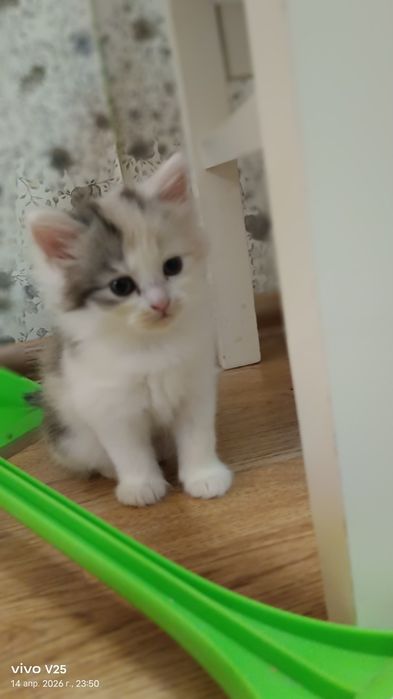 Отдам котят бесплатно