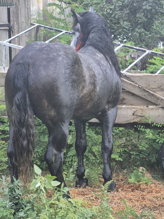 Armasar de vanzare