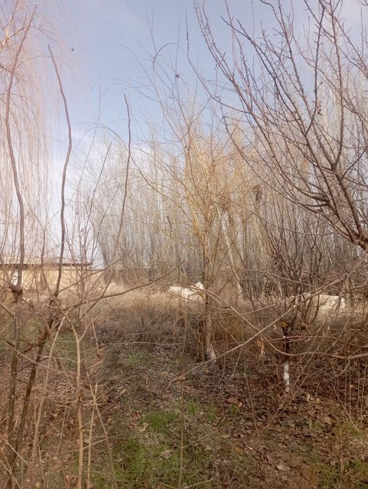 Majnuntol. Koʻchat kerek odam bosa bervrman