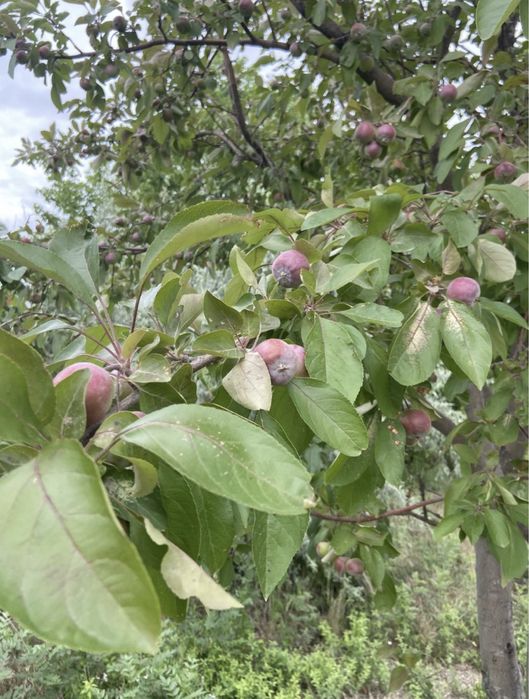 Дачный участок, дача