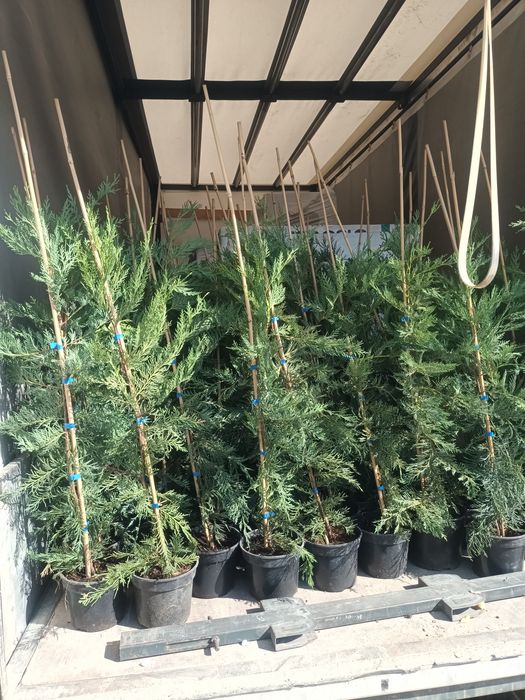 Tuia/Chiparos leylandii 80-100cm/Cupressocyparis/gard viu vesnic verde