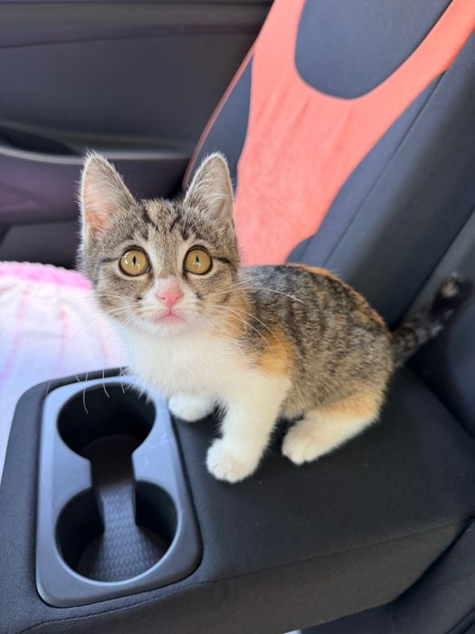 Котенок в добрые руки