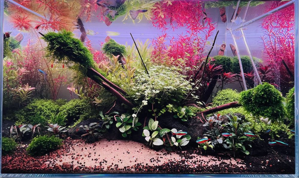 Plante acvariu pachet