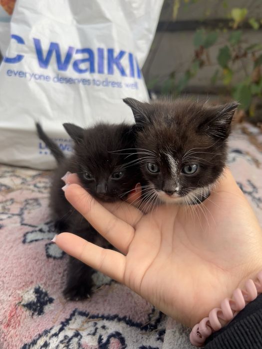 отдам котят в ответсвенные руки