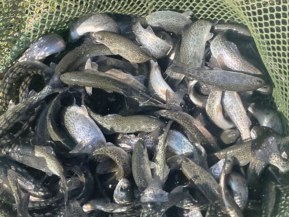 Puiet păstrăv curcubeu