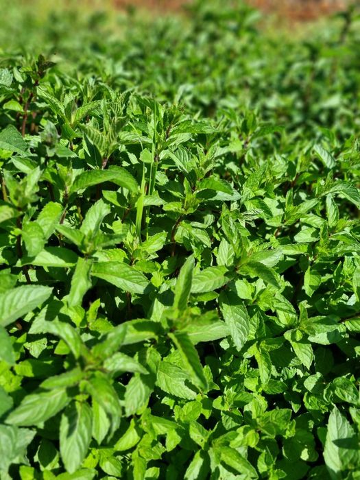 Разсад мента !!! Бонбонена !