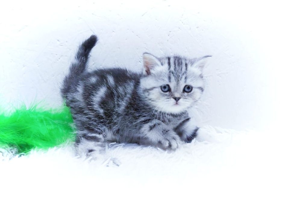 шотландцы серебристые .