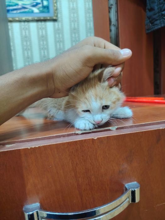 Хорошие котята..