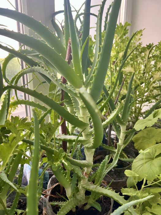 Распродажа АЛОЭ 5 лет