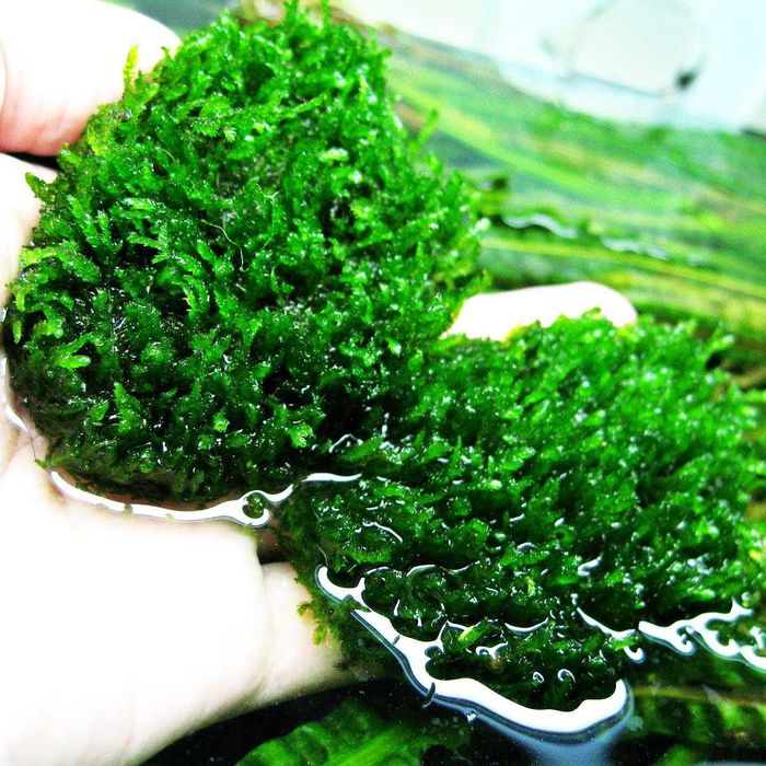 Plante de acvariu naturale/Bucephalandra/Muschi/Moss/Pietre/Roci/Decor