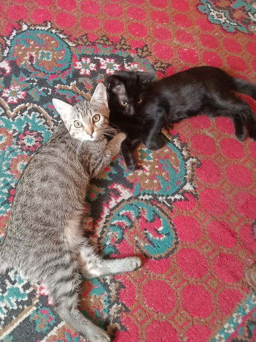 Котят в добрые руки