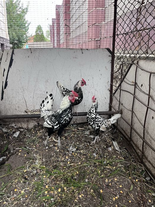 Продам курей сШамалган