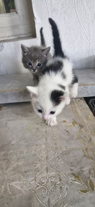 Животные  домашние