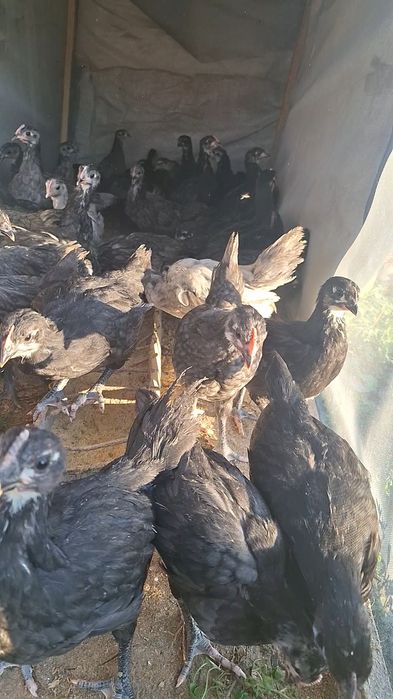 Pui Australorp negru ,albastru