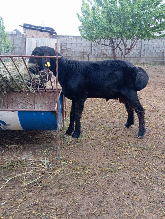 Кошкар козы кой тохты