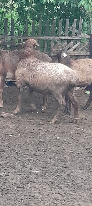 продам токты ...