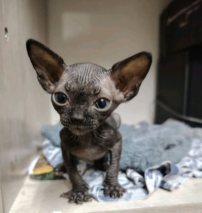 Крнадский сфинкс 4 года.