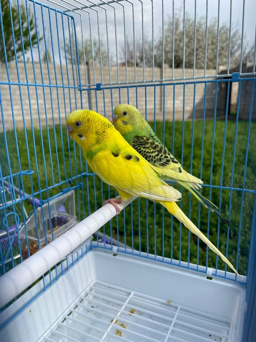 Попугай комплект с клеткой