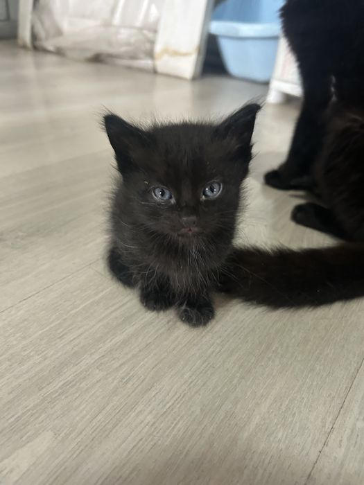 Отдам котят в добрые руки