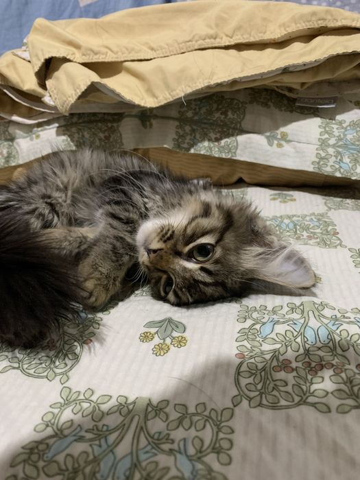 Мейн кун котик самец